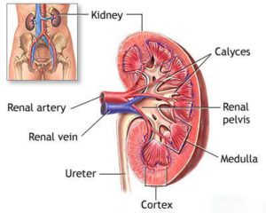 Kidney Care Memphis Anatomy-Of-Kidney 