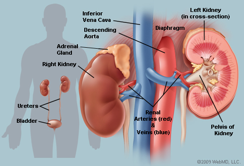 Kidney Care Patient education