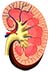 Kidney Care Consultation Logo